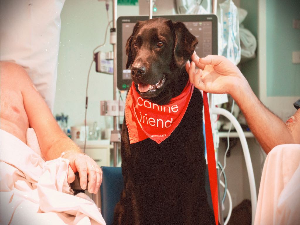 Picture of a labrador in the ICU working as a pet therapy dog